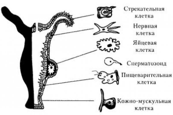 Адрес сайта кракен